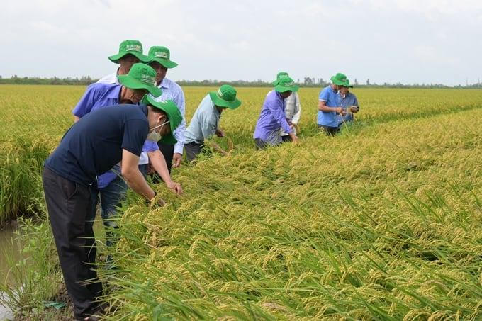 Hàn Quốc hỗ trợ cải thiện chuỗi giá trị lúa gạo Đồng bằng sông Hồng
